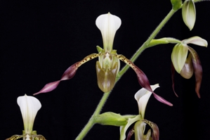 Paphiopedilum Bengal Lancers Huntingtons Jade AM/AOS 82 pts. flower